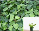 Ivy Teardrop Plant 4Inches Pot Hedera Teardrop English Ivy Plant Rare Premium House Live Plant Ht7