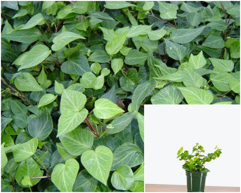 Ivy Teardrop Plant 4Inches Pot Hedera Teardrop English Ivy Plant Rare Premium House Live Plant Ht7