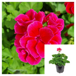 Geranium Pink Splash 1 Gallon Ht7 Pelargonium Interspecific Live Plant Ht7