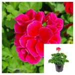 Geranium Pink Splash 1Gallon Pelargonium Interspecific Live Plant Geranium Ht7