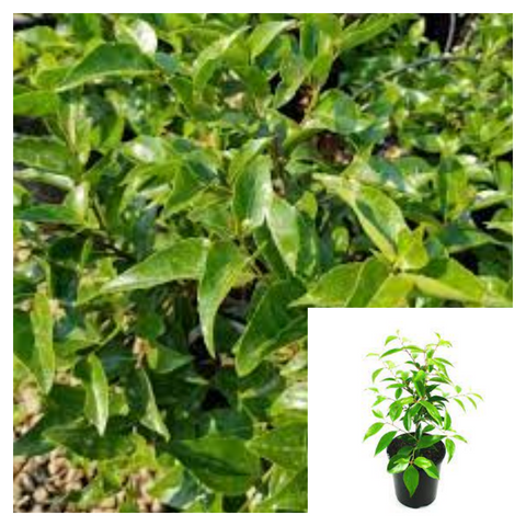 Xylosma Compacta 1Gallon Xylosma Compactum Compacta Congestum Plant Compacta Shiny Xylosma Live Plant