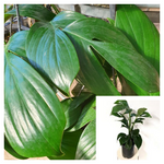 Rhaphidophora Dragon Tail 5 Gallon Ht7 Plant Dragon Tail Plant Perennial Live Plant Premium