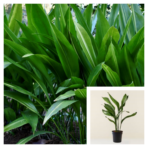 Aspidistra Elatior 5 Gallon Ht7 Plant Barroom Plant Castiron Cast Iron Plant Indoor Live Plant