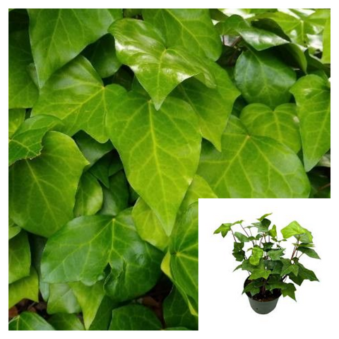 Hedera Canariensis 1 Gallon Ht7 Plant Canary Island Ivy Plant Coney Island Ivy Plant Algerian Ivy Live Plant Ht7