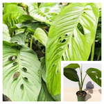 Monstera Lechleriana Schott 1 Gallon Tree Split Leaf Plant Splitleaf Philodendron Plant Monstera Deliciosa Plant Houseplant Ht7