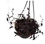 Tradescantia Black 6Inches Plant Black Yew Tradescantia Jose Puig Plant Rare Live Plant Ht7