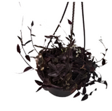 Tradescantia Black 6Inches Plant Black Yew Tradescantia Jose Puig Plant Rare Live Plant Ht7