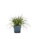 Carex Oshimensis Nakai 1 Gallon Ht7 Hachijoensis Evergold Plant Striped Weeping Sedge Grass Outdoor Live Plant Ht7