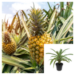 Pineapple Bromeliad 2 Gallon Ht7 Ananas Comosus Plant Live Plant Ht7