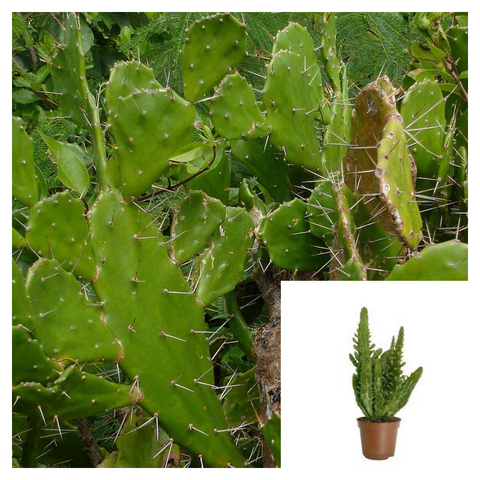 Common Prickly Pear Plant 1Gallon Pot Opuntia Monacantha Plant Succulent Drought Tolerant Live Plant Ht7 Best