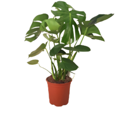 Monstera Deliciosa Philodendron Split Leaf Tree 7 Gallon 4-5Ft Tall Tears Leaves Unique Philodendron House Live Plant Ht7 BEST LIVE PLANT