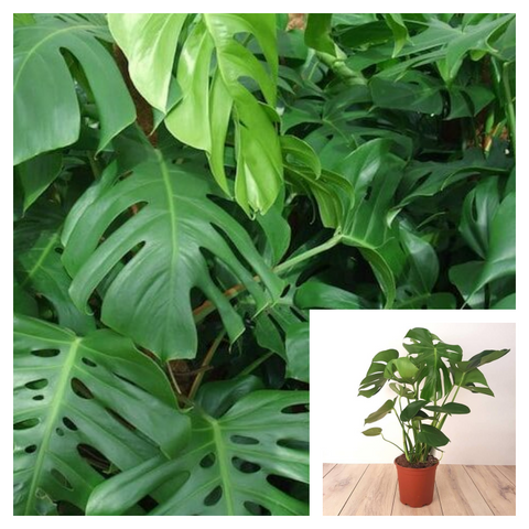 Monstera Deliciosa Philodendron Split Leaf Tree 7 Gallon 4-5Ft Tall Tears Leaves Unique Philodendron House Live Plant Ht7 BEST LIVE PLANT