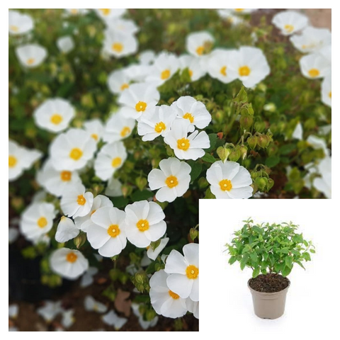 Cistus Hybridus Plant White Rockrose Crims 1Gallon White Ladanifer Rockrose Live Plant Mr7