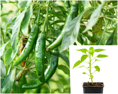 Pepper Serrano 4in Plant JB Capsicum Annuum Chilli  Live Plant Best Ht7