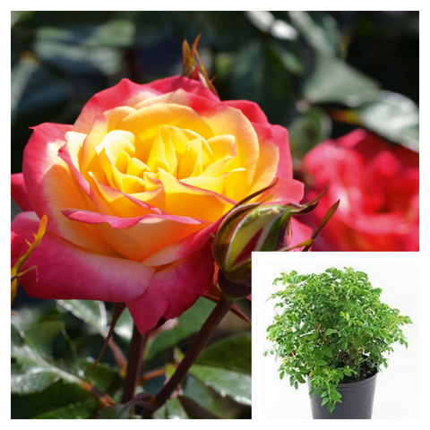 Rosa Euphoria 5 Gallon Hybrid Hulthemia persica Euphoria Plant Rose Live Plant Best ht7