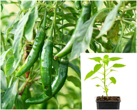 Pepper Serrano 1 Gallon Ht7 Plant Jb Capsicum Annuum Chilli Live Plant Best Ht7