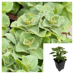 Coleus Caninus 4Inches Plant Scaredy Cat Plant Scat Plant Plectranthus Caninus Live Plant Coleus Ht7