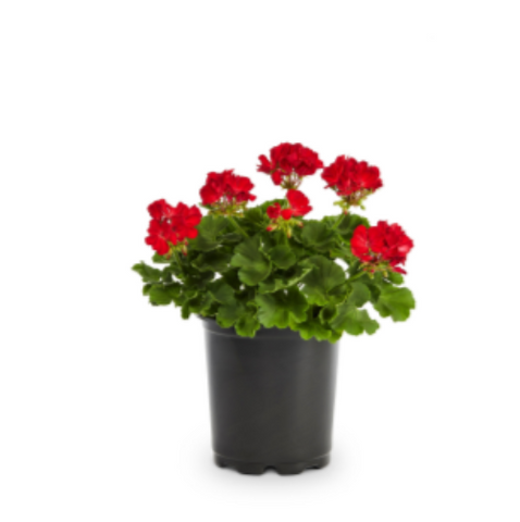 Geranium Martha Red 1 Gallon Martha Washington Geraniums Plant Regal Geraniums Live Plant Ht7