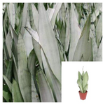 Snake Silver Plant 12-16Inches Tall 1 Gallon Ht7 Plant Sansevieria Moonshine Plant Moonshine Snake Live Plant Ht7