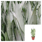 Snake Silver Plant 12-16inches tall 1 Gallon Plant Sansevieria Moonshine Plant Moonshine Snake Live Plant Ht7