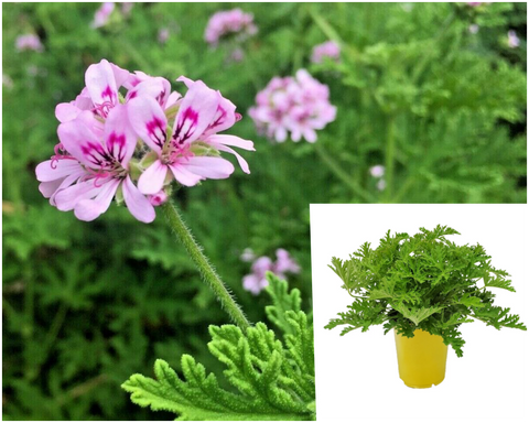 Scented geraniums Pink 1 Gallon Plant Pelargonium Graveolens Flower Live Plant ht7 best