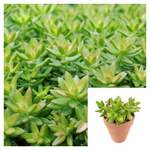 Sedum Adolphi Raym 4Inches Pot Plant Coppertone Stonecrop Plant Nussbaumer Sedum Live Plant Ht7