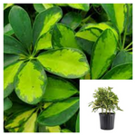 Schefflera SunShade Plant 6Inches Pot Umbrella Plant Umbrella Tree Plant Indoor Easy Care Houseplant Foliage Live Plant Ht7