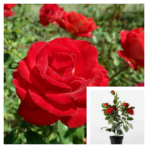 Rosa Mr Lincoln 5 Gallon Hybrid Lincoln Rose Red Rose Rose Plant Rose Plant Tea Rose Live Rose Plant Best Ht7