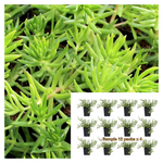 Sedum Mexicanum Britton Lemon Bright Color Stonecrop Ground Cover Live Plant 6Packs Of 2Inches Plant Ht7 Best