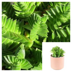 Crassula Sharks Tooth 4Inches Pot Crassula Corymbulosa Plant Crassula Capitella Campfire Live Plant Succulent Ht7