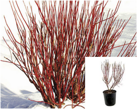 Cornus Sericea Isanti 5Gallon Redtwig Dogwood Red Osier Dogwood Live Plant Ho7