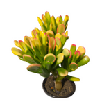 Crassula Ovata Hobbit 1 Gallon Ht7 Gollum Succulent Live Plant Ht7 Best