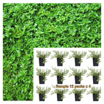 Herniaria Glabra Green Carpet 12Packs Of 2Inches Pot Plant Rupturewort Palnt Groundcovers Live Plant Mr7