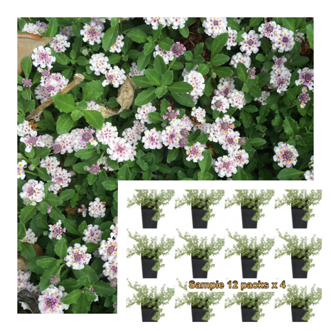 Lippia Nodiflora 12Packs Of 2Inches Plant Texas Frogfruit Palnt Groundcovers Live Plant Mr7