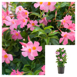 Mandevilla Pink 5 Gallon Plant Mandevilla Vine Plant Rocktrumpet House Live Plant bell Flower Ht7