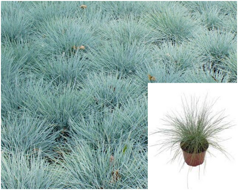 Festuca Glauca Lil Chill 1Gallon Plant Lil Chill Blue Fescue Perennial Grass Live Plant Ho7