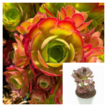 Aeonium Blushing Beauty 1Gallon Blushing Aeonium Crassulaceae Succulent Live Plant Ht7