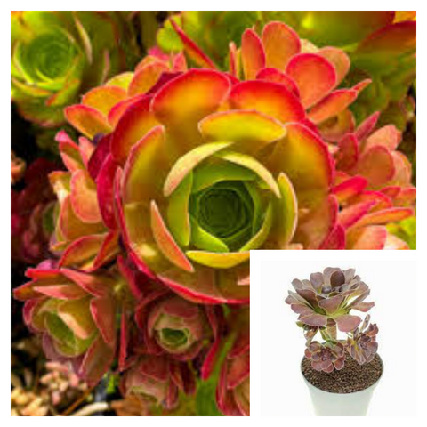 Aeonium Blushing Beauty 1 Gallon Ht7 Crassulaceae Succulent Live Plant Ht7