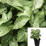 Nephthytus White 4Inches Pot Butterfly Plant Syngonium Podophyllum White Butterfly Plant Arrowhead Vine Plant ht7