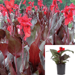 Canna Australia 1Gallon Plant Red Leaf Red Orange Flower Canna Lily Live Plant Mht7