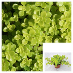 Sedum Makinoi 4Inches Oregon Stonecrop Pot Houseplant Succulent Drought Tolerant Live Plant Ht7