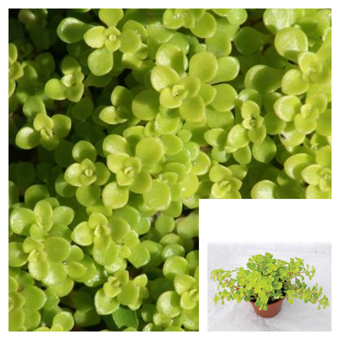 Sedum Makinoi 6Packs Of 2Inches Oregon Stonecrop Mini Neon Yellow Crassulaceae Ground Cover Live Plant Best Ht7