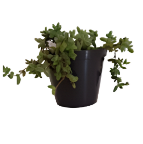 Crassula Multicava Lem. 4inches Plant Cape Province Pygmyweed Plant Fairy Crassula Live Plant Ht7