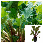 Rhubarb Plant 1 Gallon Ht7 Pot Heirloom Organic Plant Rhubarb Victoria Live Plant