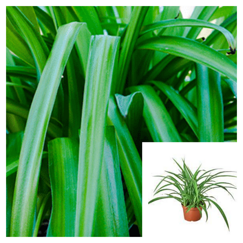 Spider Green 1 gallon Plant Grass Ground Covering Edge ht7 Hedge Plant Chlorophytum Capense Ht7 Best ckt 