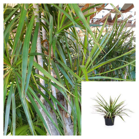 Dracaena Marginata Green 4inches Pot Plant Dragon Tree Madagascar Dragon Tree Malaysian Foliage Live Plant Ht7 (Copy)