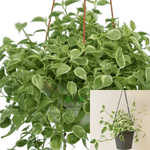 Peperomia Scandens Variegated plant Cupid Peperomia Plant Indoor HANGING Live Plant ht7 BEST 4inches POT