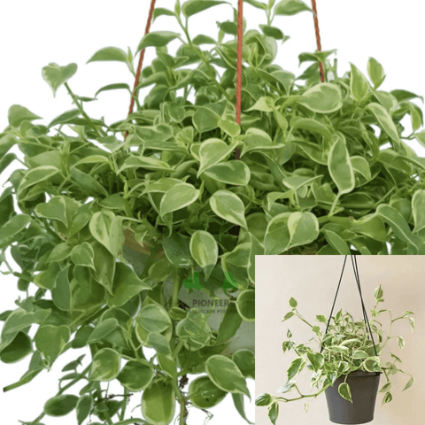 Peperomia Scandens Variegated plant Cupid Peperomia Plant Indoor HANGING Live Plant ht7 BEST 4inches POT