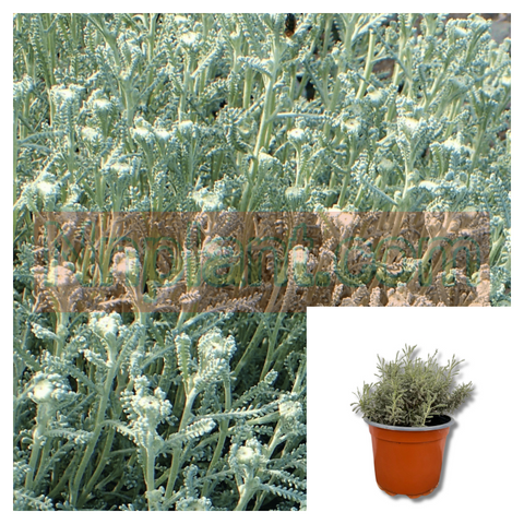 Santolina Chamaecyparissus 4 Inches Pot Cotton Lavender Live Plant Ground cover Ht7
