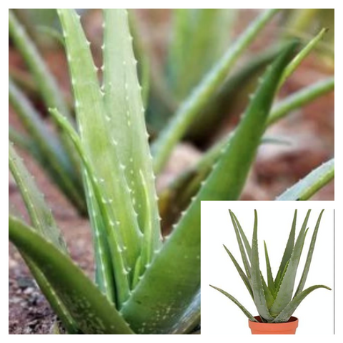 Aloe Vera Plant Common Type thick juicy edible  Aloe Barbadensis Miller Succulent Live Plant 1 Gallon Pot